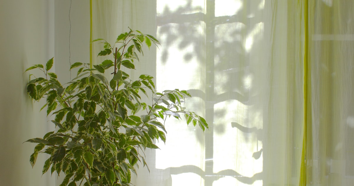 Green plant near white window curtain with morning light